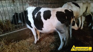 Anonse Do, Do sprzedania krowa rasa holszty�sko-fryzyjska, termin wycielenia 20 stycze� 2026. Do sprzedania ja��wka rasa holszty�sko-fryzyjska, termi