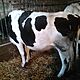 Do, Do sprzedania krowa rasa holszty�sko-fryzyjska, termin wycielenia 20 stycze� 2026. Do sprzedania ja��wka rasa holszty�sko-fryzyjska, termi