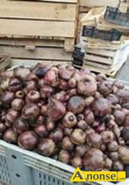 Anonse MARCHEW PASZOWA BURAKI CZERWONE PASZOWE, MAM DO SPRZEDANIA MARCHEW PASZOW�,BURAKI CZERWONE PASZOWE POPAKOWAN� W WORKI PO 20 KG cena1z�/kg PR