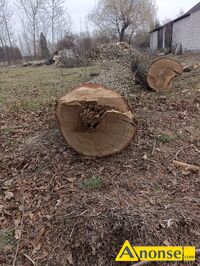 Anonse D�B, Sprzedam d�b i topole, c.650z�. KAZAN�W