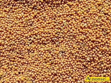 Anonse - GORCZYCA, Żółta, Pakowana po 30kg-75-60zloty, c.3zł/kg do uzg.. OPOLE LUBELSKIE Anonse GORCZYCA, Żółta, Pakowana po 30kg-75-60zloty, c.3zł/kg do uzg.. OPOLE LUBELSKIE