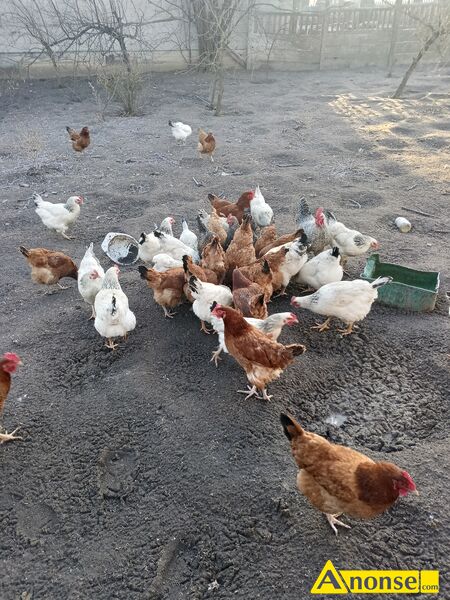 Jajka  kurze, Wiejskie,wolny wybieg opis dodatkowy: Sprzedam jajka kurze wolny wybieg kury karmione s� pasz� z w�asnego gospodarstwa  - image 1