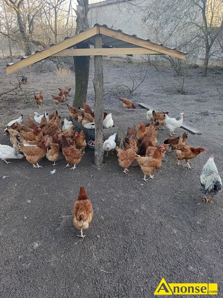 Jajka  kurze, Wiejskie,wolny wybieg opis dodatkowy: Sprzedam jajka kurze wolny wybieg kury karmione s� pasz� z w�asnego gospodarstwa 