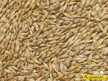 Anonse - JĘCZMIEŃ, Sprzedam jęczmień luzem lub w workach Sprzedam Ford Fiesta Mk 6 benzyna pierwszy właściciel salon polska, c.80zł/q. MASZKI/K.WOJCI Anonse JĘCZMIEŃ, Sprzedam jęczmień luzem lub w workach Sprzedam Ford Fiesta Mk 6 benzyna pierwszy właściciel salon polska, c.80zł/q. MASZKI/K.WOJCI