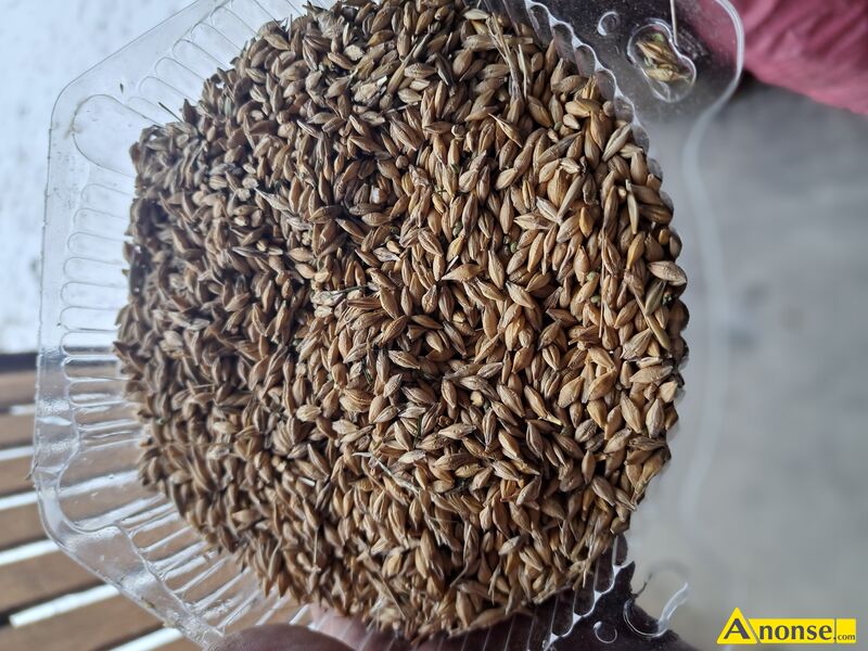 j�czmie�  opis dodatkowy: Sprzedam j�czmie� jary do siewu na pasze ,suche ziarno .Kontakt wy��cznie telefoniczny. 