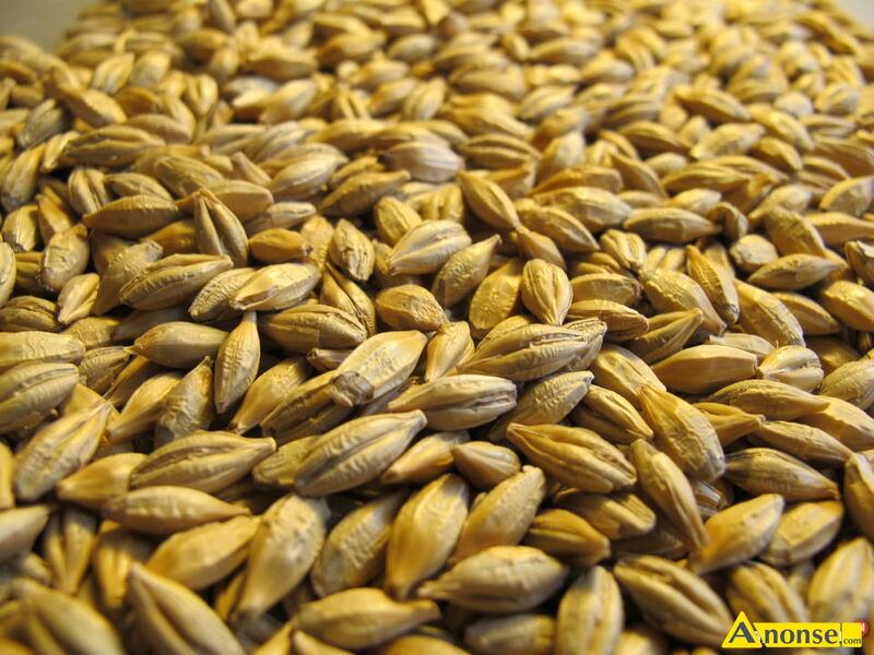 j�czmie� , FARMER, bez zanieczyszcze�, jary opis dodatkowy: bez owsa g�uchego, zebrany z pogod�, nadaje si� na s�absze ziemi�, bardzo dobrze plonuje, �adne grube ziarno.