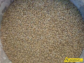 Anonse J�CZMIE� OZIMY PASZOWY, MAM DO SPRZEDANIA J�CZMIE� OZIMY PASZOWY ILO�� OKO�O 30 ton cena 80z�/q MO�LIWOSC ZAKUPU MNIEJSZYCH ILO�CI cena NA M