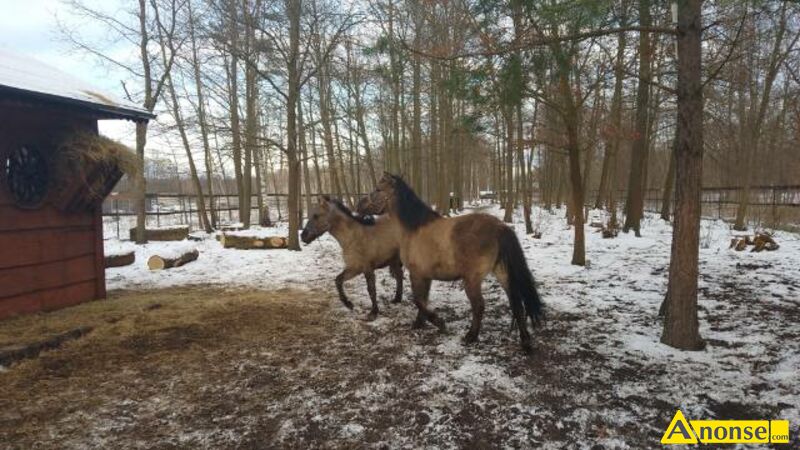 ko� , rasa KONIK POLSKI opis dodatkowy: Sprzedam konika polskiego. Klacz 7-letnia, spokojna i �agodna, chodzi�a pod siod�em, zdrowa, zahartowana, bez wzgl�du na pogod� biega ca�y dzie�, zamykana jest tylko na noc. Zarejestrowana w ARiMR. Do wykorzystania rekreacyjnie, ale tak�e przy dotacjach dobrostanowych, p�atno�ciach ekologicznych i do wype�nienia wymog�w aktywnego rolnika.  Do sprzeda�y tak�e siod�o.