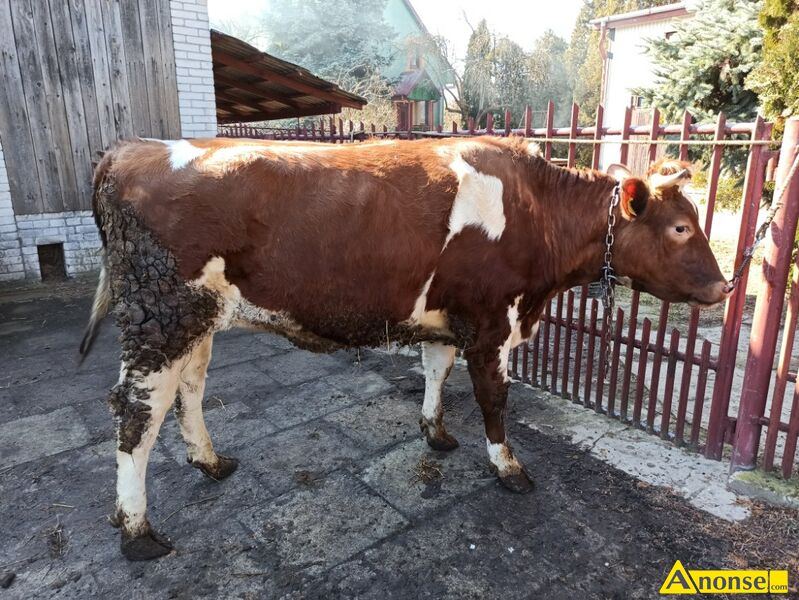 krowa  opis dodatkowy: Witam. Do sprzedania kr�wka do dalszej hodowli lub na mi�so. - image 1
