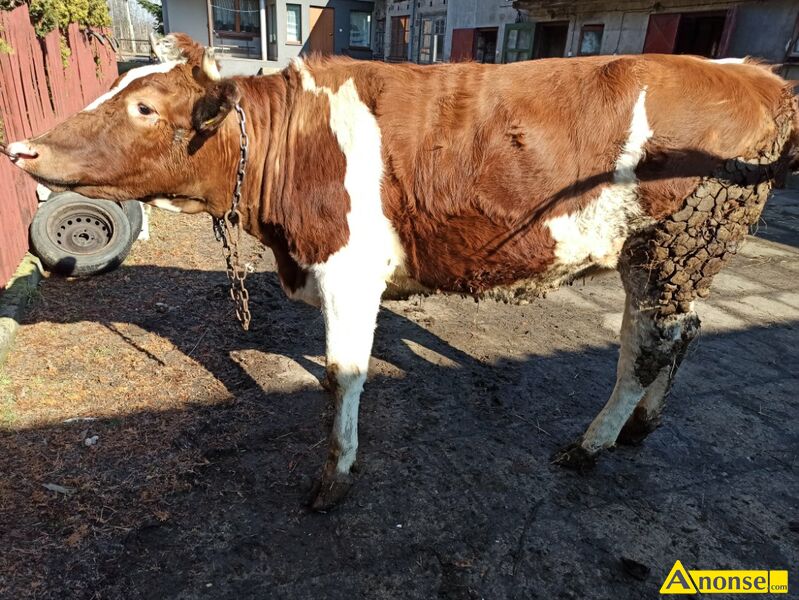 krowa  opis dodatkowy: Witam. Do sprzedania kr�wka do dalszej hodowli lub na mi�so.