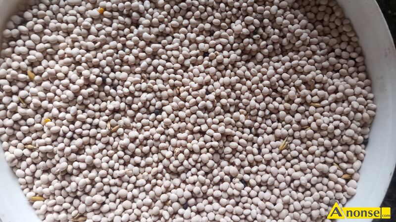 �ubin  opis dodatkowy: Sprzedam �ubin w�skolistny bia�y.