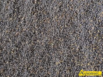 Anonse �UBIN, Karo, Mam na sprzeda� �ubin gorzki karo w�sko listny odporny na choroby grzybowe cena 1100 Kontakt , c.1.100z�/t do uzg.