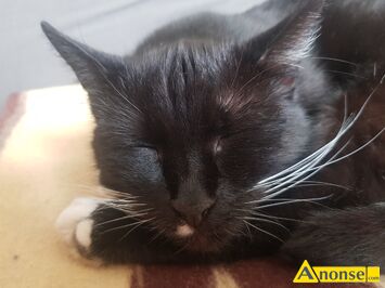 Anonse ODDAM, kota, Oddam za darmo m�od�, zdrow� i bardzo �adn� kotk� o imieniu Lukrecja. Kotka jest bezp�odna, zadbana i przyjazna. Szukam dla nie