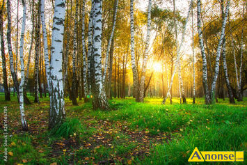 Anonse OSTROWNICA KOLONIA, gospodarstwo 5000m<sup>2</sup>, SPRZEDAM POSIAD�O�� PO�O�ONZA W CICHEJ MIEJSCOWO�CI PRZY LESIE. CISZA, SPOK�J. OGRODZONA DZIA�KA 50