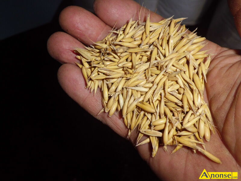 owies , bingo opis dodatkowy: witam sprzedam owies odmiany bingo pierwszy siew po centrali faktura do wgl�du c.750z�.�ag�w k.zwolenia 604-822-044