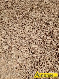 Anonse OWIES, Sprzedam owies w ilo�ci 2-2,5 tony., c.500z�/ BRZ�ZA