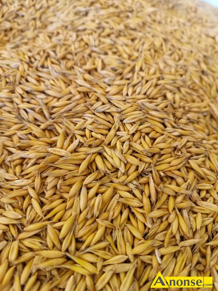 owies  opis dodatkowy: Paszowy ok 15-20 ton mo�liwo�� transportu po uzgodnieniu