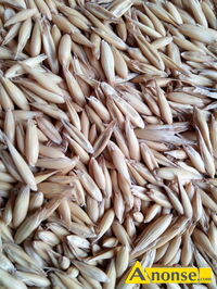 Anonse OWIES, Sprzedam owies, zbi�r 2025.c.65 z� q., c.65z�. BA�T�W