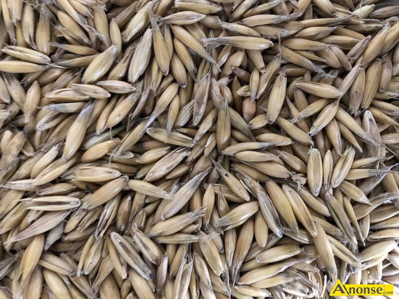 owies  opis dodatkowy: 