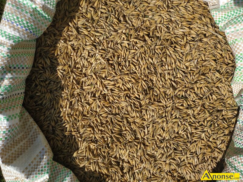owies  opis dodatkowy: Sprzedam Owies z 2025r.
Zbo�e czyste, grube, suche.
Cena 80z� za 100kg.
Wi�cej informacji pod numerem telefonu.