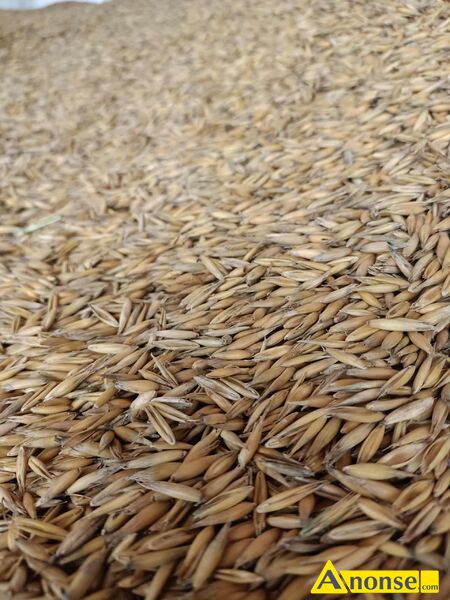 owies , Rambo opis dodatkowy: Sprzedam owies z 2025r., odmiana Rambo. Bardzo �adny, czysty, idelany dla zwierz�t i do zasiewu.


�ubno obok Dynowa
Wi�cej informacji pod numerem 6-9-8-6-4-7-5-9-6 - image 1