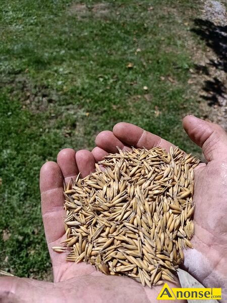 owies , Rambo opis dodatkowy: Sprzedam owies z 2025r., odmiana Rambo. Bardzo �adny, czysty, idelany dla zwierz�t i do zasiewu.


�ubno obok Dynowa
Wi�cej informacji pod numerem 6-9-8-6-4-7-5-9-6