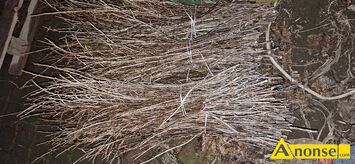 Anonse - PORZECZKA CZARNA, TISEL, Pędy porzeczki czarnej Tisel do pocięcia na sztobry, c.0,4zł/sz. NIEZABITÓW Anonse PORZECZKA CZARNA, TISEL, Pędy porzeczki czarnej Tisel do pocięcia na sztobry, c.0,4zł/sz. NIEZABITÓW