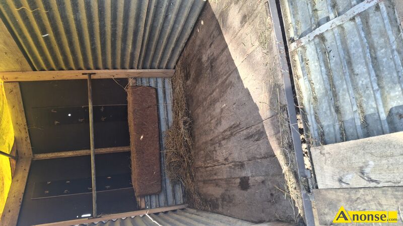 PRZYCZEPKA , lekka opis dodatkowy: Przyczepka do przewozu koni do 130cm wysoko�ci stan przedmiotu transakcji: stan dobry - image 1