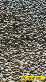 Anonse PSZEN�YTO, Sprzedam dorodne pszen�yto., c.70z�. TRZEBIE�