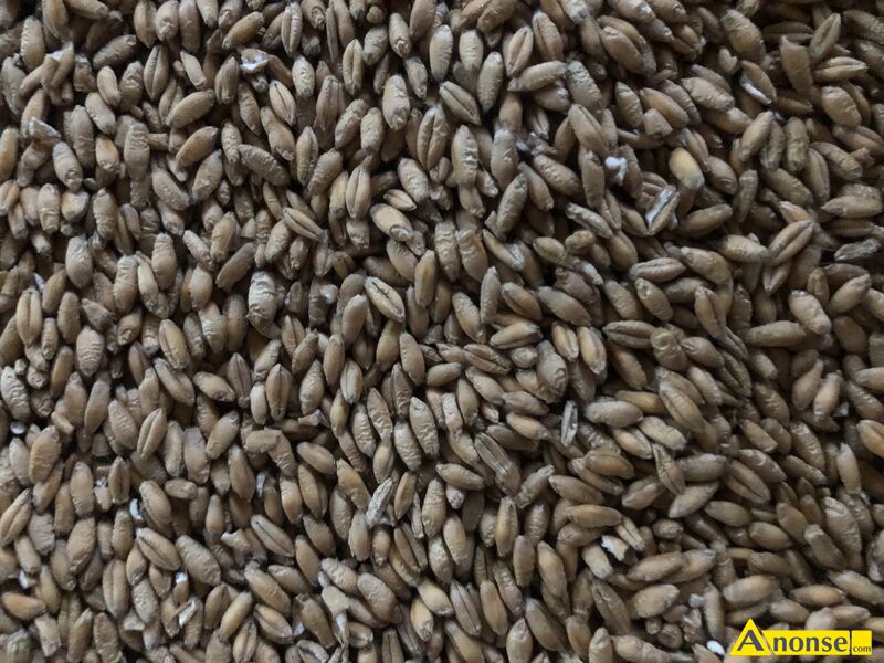 pszen�yto  opis dodatkowy: 