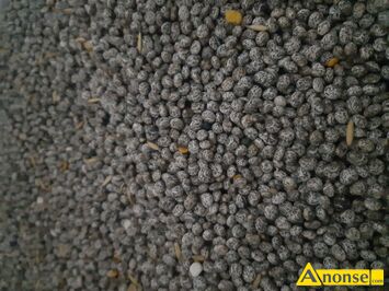 Anonse PSZEN�YTO JARE, Frigus, Sprzedam ladne pszenzyto jare Frigus.po centrali i inne zbo�a Cena podana za �yto ozime Mam te� zyto jare, c.60z�. S