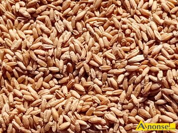 Anonse - PSZENŻYTO, Nagano jare, 200kg, pszenica jara300kg, c.80zł/kg. OPOLE LUBELSKIE Anonse PSZENŻYTO, Nagano jare, 200kg, pszenica jara300kg, c.80zł/kg. OPOLE LUBELSKIE