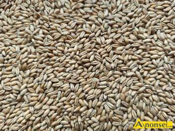 Anonse PSZEN�YTO OZIME TADEUS, MAM DO SPRZEDANIA PSZEN�YTO OZIME TADEUS, LIBORIUS PIERWSZY ROK PO CENTRALI �ADNE, GRUBE PSZEN�YTO NIE OCZYSZCZONE 9