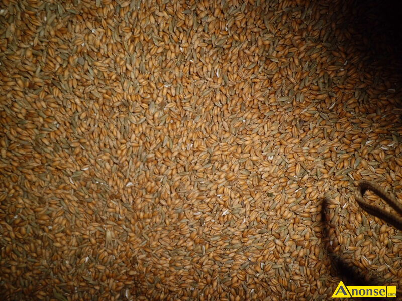 pszen�yto  z �ytem 30 ton, paszowe opis dodatkowy: sprzedam pszen�yto z �ytem ok. 30ton w big bagach lub luzem c.700z� oraz �yto hybryda ok. 10 ton c.650z� �ag�w k. zwolenia t.604-822-044