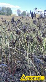 Anonse SALADERA, Sprzedam ladna saladere.czyszczona 2 razy.niema nic chwastow Mam tez rzodkiew olista.gryke.nostrzyk bialy .�ubin w�skolistny i ��