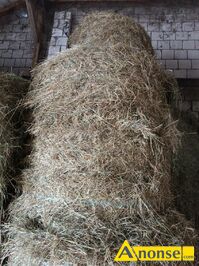 Anonse SIANO, w belkach, Sprzedam siano w balotach 120x120 z sezonu 2025. Siano przechowywane w stodole, pierwszy i drugi pokos, bez deszczu. Cena