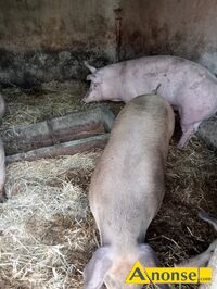 Anonse TUCZNIK, rasa MI�SNA, Sprzedam tuczniki mi�sne karmione w�asn� pasz� i parowanymi ziemniakami. Waga oko�o 170 kilogram�w . 6.50 z� za kilogr