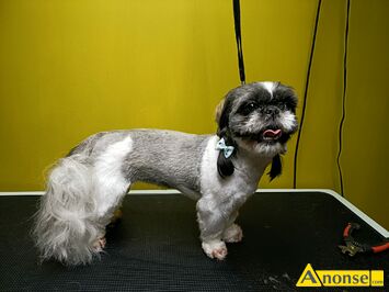 Anonse ZABIEGI PIEL�GNACYJNE, Salon groomerski 