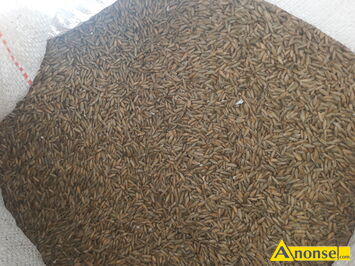 Anonse �YTO, z ostatniego zbioru, w workach po 50kg, 1 tona, c.50z�/q. KOBYLANY