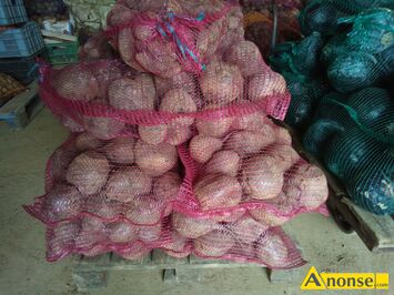 Anonse BURACZKI, Czerwone, Holenderskie okr�g�e i d�ugie 1 z� odpadowe 0,40 z�, c.1z�/kg. DYS ,