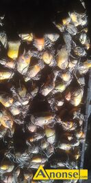 Anonse BURAKI PASTEWNE, Ursus polny, Mam do sprzedania Burski pastewne odmiana Ursus Polny ��te. Ilo�� jaka mi zosta�a oko�o 0.5t . Sprzedaj� w wo