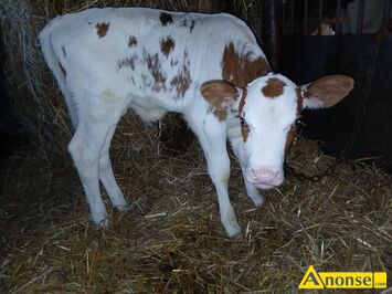 Anonse BYK, rasa SIMENTAL, Byczek czerwono bialy Ladnej budowy 10 dniowy z gospodarstwa pije mleko z wiadra, c.1.900z� do uzg.. RADOM