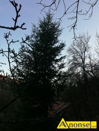 Anonse - CHOINKA, Sprzedam 1 ładną jodłę wysokość ok. 12 metrów z własnego pola jako choinkę Bożonarodzeniową do ucięcia przez kupującego., stan idea Anonse CHOINKA, Sprzedam 1 ładną jodłę wysokość ok. 12 metrów z własnego pola jako choinkę Bożonarodzeniową do ucięcia przez kupującego., stan idea