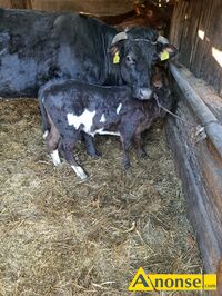 Anonse JA��WKI, rasa LM, c.2.900z� do uzg.. TOMASZ�W