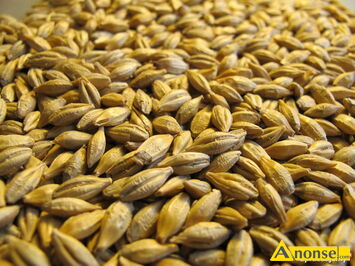 Anonse J�CZMIE�, FARMER, jary, bez zanieczyszcze�, �adne grube ziarno, bardzo dobrze plonuje, nadaj� si� na s�absze ziemi� w ilo�ci 3 ton. Mo�liwy