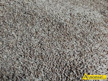 Anonse J�CZMIE�, Ozimy, Sprzedam j�czmie� ozimy ziarno grube dorodne., c.80z�/q. KOZINKI