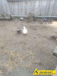 Anonse KACZOR, Sprzedam kaczora i kaczk� Kaczor 90zl Kaczka 50zl, c.140z�. KAZAN�W