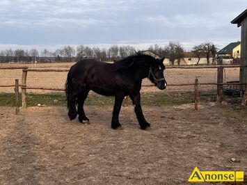 Anonse KLACZ, rasa ZIMNOKRWISTA, zaprz�gana, Klacz dwuletnia, ma�� kara. Zaprz�gana. Nie boi si� ruchu ulicznego, c.10.500z�. RUDKA KOZ�OWIECKA 6