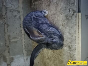 Anonse KR�LIK, rasa BELG OLBRZYM, Wiek: 7 miesi�cy, waga: 7 kg, c.120z�. RADOM