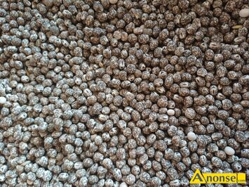 Anonse �UBIN, KARO gorzki zbi�r 2025 kwitnie na niebiesko., c.140z�/m<sup>3</sup>. ODECH�W